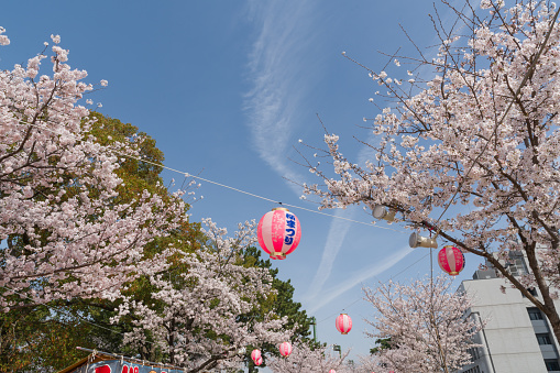 Cherry blossoms in full bloom (Toyohashi City Aichi Prefecture)
