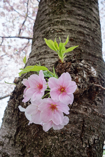 Cherry blossoms in full bloom (Nagoya City Aichi Prefecture)