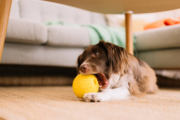 istock Cute springer spaniel mix at home indoors Sprocker playing toy ball 1922292130