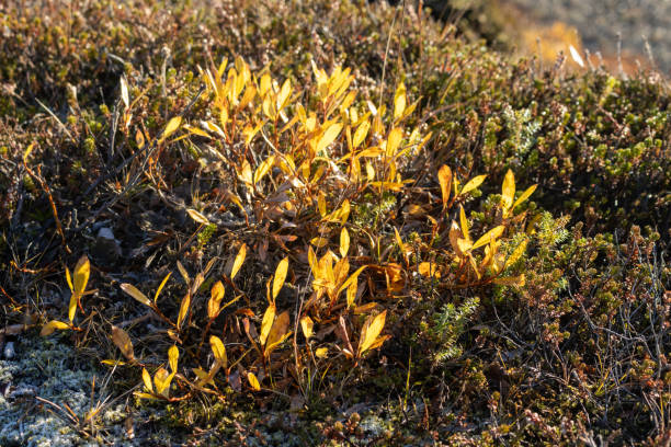 istock Icelandic vegetation in a sunlight, Iceland 1922297088