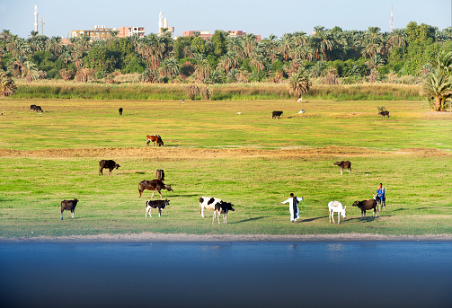 Grazing cattle and farming scene, River Nile, Egypt. The River Nile has always and continues to be a lifeline for Egypt. Trade, communication, agriculture, water and now tourism provide the essential ingredients of life - from the Upper Nile and its cataracts, along its fertile banks to the Lower Nile and Delta. In many ways life has not changed for centuries, with transport often relying on the camel on land and felucca on the river