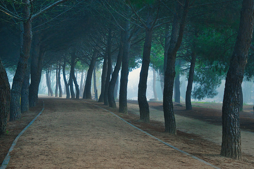 Pine forest with fog and paths, in Arroyomolinos, Madrid (Spain).