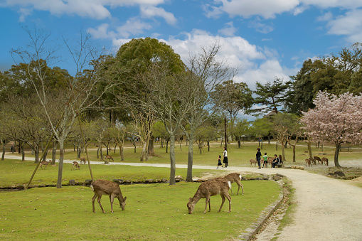 Nara, Japan - April 11, 2010: Cute Deer  Roaming freely in Nara Park