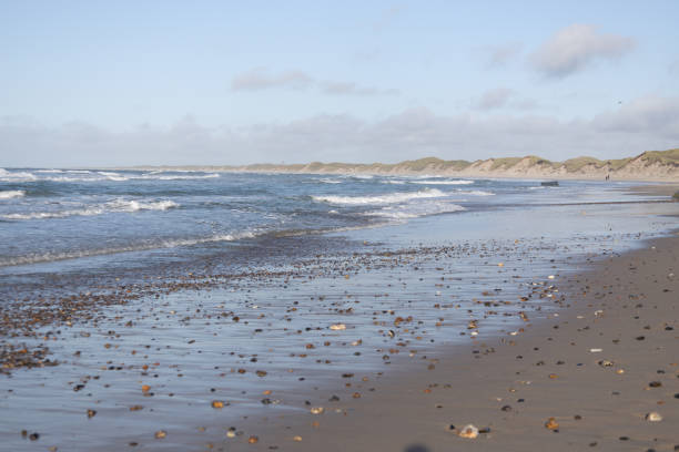 Idyllic beach scene featuring a selection of shells.