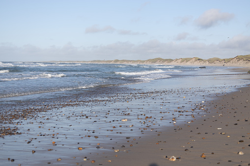 An idyllic beach scene featuring a selection of shells.