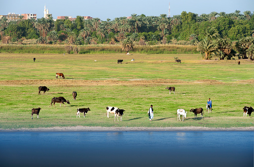 Rural farming scene,River Nile, Egypt. The River Nile has always and continues to be a lifeline for Egypt. Trade, communication, agriculture, water and now tourism provide the essential ingredients of life - from the Upper Nile and its cataracts, along its fertile banks to the Lower Nile and Delta. In many ways life has not changed for centuries, with transport often relying on the camel on land and felucca on the river