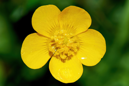 Macro photography of a bulbous buttercup blooming flower on a green background