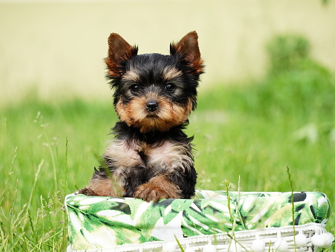 Yorkshire Terrier Puppy Sitting in a white wicker basket on Green Grass. Fluffy, cute dog Looks at the Camera. Domestic pets