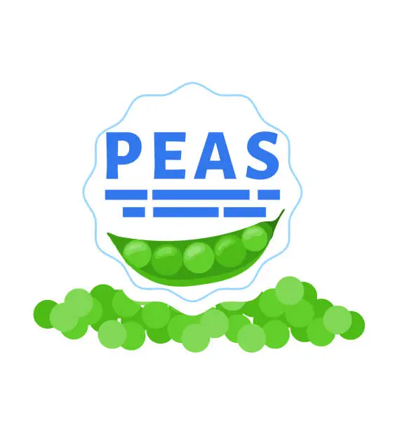 Vector illustration of Fresh green peas in a pod with pea grains lying around. Organic legume, healthy food concept. Nutritious vegetarian ingredient vector illustration