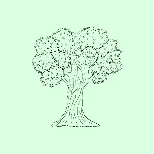 Vector illustration of Hand-drawn olive tree vector illustration, isolated on a green background. Line art.