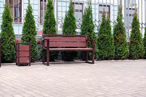 Tui decorative planting in row in recreation urban area with empty wooden bench on tiled floor outdoor