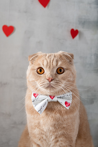 Funny cat with bow tie on St. Valentines Day. Sweet heart, be my Valentine. Pet shop concept