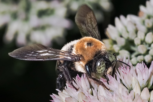 A large fuzzy green-eyed male Eastern Carpenter Bee (Xylocopa virginica) feeding on white sedum flowers. Long Island, New York, USA