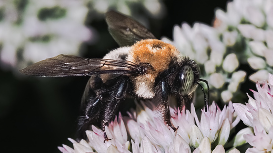 Side profile of a large green-eyed male Eastern Carpenter Bee (Xylocopa virginica) feeding on white sedum flowers. Long Island, New York, USA