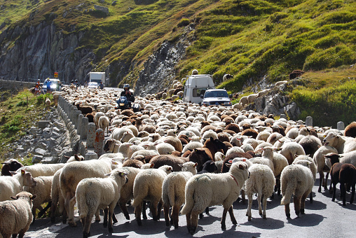 Large herd of sheep caused quite a traffic jam on the Furka Pass