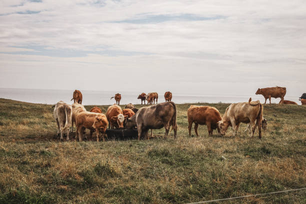 istock herd of cows in the field in summer 1922365598