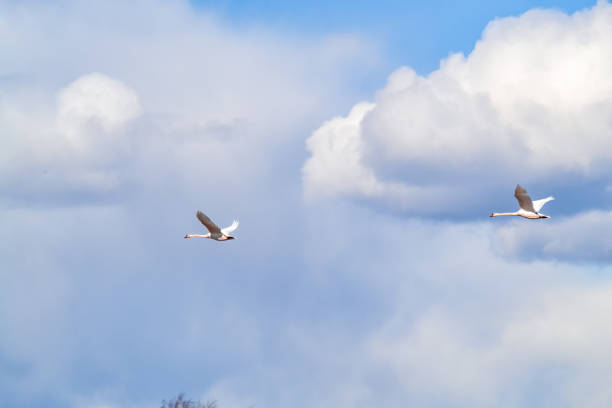 a pair of swans in the sky fying