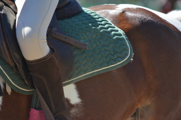 rider on top of a horse with boots and saddle, to do show jumping