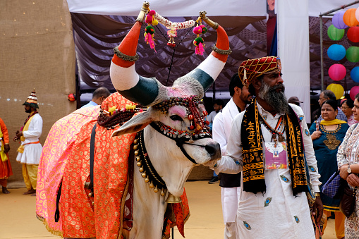 22 Dec 2023, Bhimthadi Jatra, Pune, India, It is about the tradition of some people in Maharshtra, India, which decorate a bull, which they call Nandi Bail, the carrier of Lord Shiva.