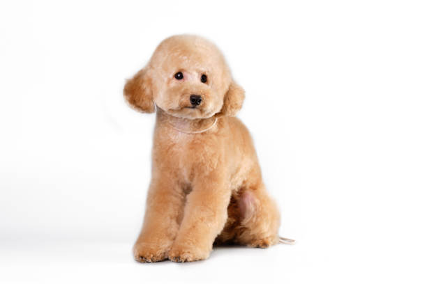 istock A poodle puppy sitting on its hind legs in close-up 1922377694