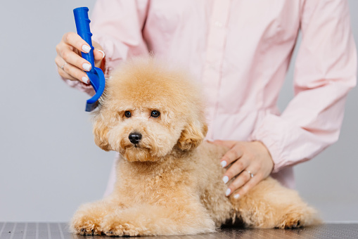 Cute female groomer combing the hair of a small cute maltipoo puppy. A funny little dog sits in a grooming salon or veterinary clinic. Cute poodle dog getting a haircut.