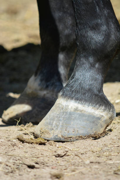 istock black horse leg and hoof 1922383661