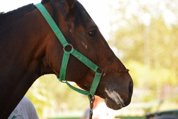 istock brown horse head with white mouth 1922385282