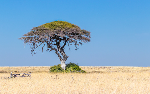 A beautiful view of an acacia tree in the blue sky, Etosha National Park, Namibia.  Horizontal.