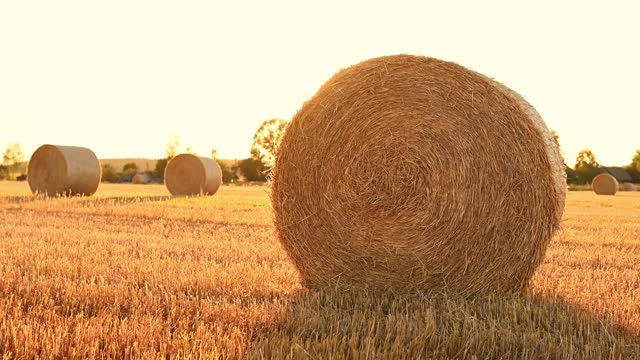Field with haystacks on a summer evening at sunset.The concept of forage harvesting, agriculture, harvesting grain crops