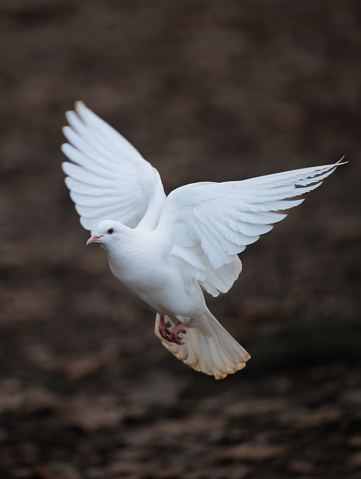 White dove in flight. Rock dove or common pigeon or feral pigeon with no other birds in the frame. White dove (Columba livia) in Kelsey Park, Beckenham, Kent, UK.