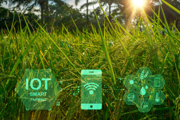 istock Innovative intelligent farm system technology, agricultural management with intelligent technology concept, data collection for research, and rice tree background are sprouting. 1922417664