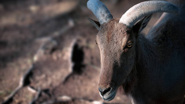 istock Ram with an impressive set of horns against a blurry background 1922418202