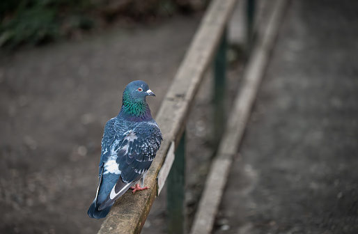 Rock dove or common pigeon or feral pigeon sitting on a fence facing right with copy space. Rock dove or common pigeon (Columba livia), in Kelsey Park, Beckenham, Kent, UK.