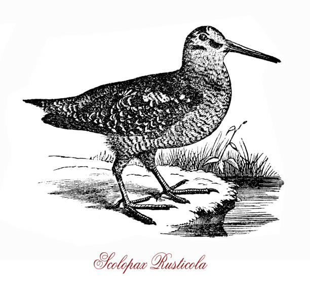 The Eurasian woodcock (Scolopax rusticola), vintage engraving The Eurasian woodcock (Scolopax rusticola) is a medium-small wading bird found in temperate and subarctic Eurasia. eurasian woodcock scolopax rusticola stock illustrations