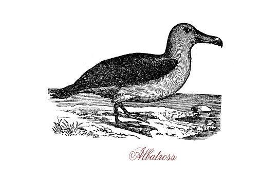 The albatross of the biological family Diomedeidae is a large seabird allied to the procellariids, storm petrels and diving petrels.
