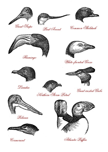 Portraits of different wildlife bird heads: great snipe, pied avocet, shelduck, flamingo, goose, laridae, norther storm petrel, grebe, pelican, cormorant, Atlantic puffin - vintage engraving