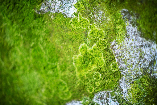 Urban details in Italian town: Moss and mold