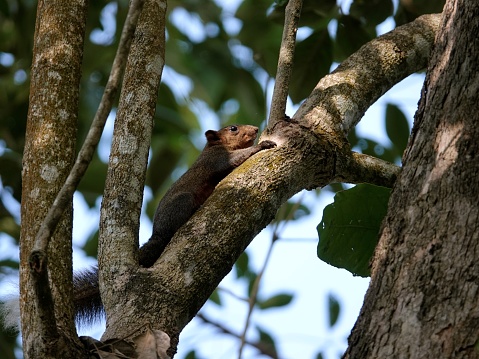 A squirrel on a tree branch surrounded by green foliage