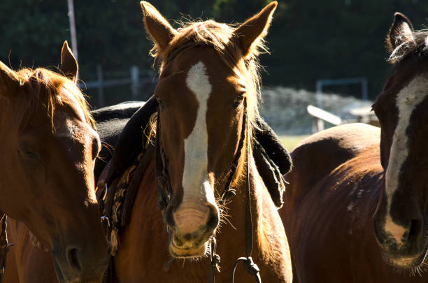Horses on Range in spring.
