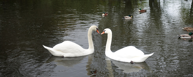 Panoramic view of a pond with a couple of swans in love in the Paris region