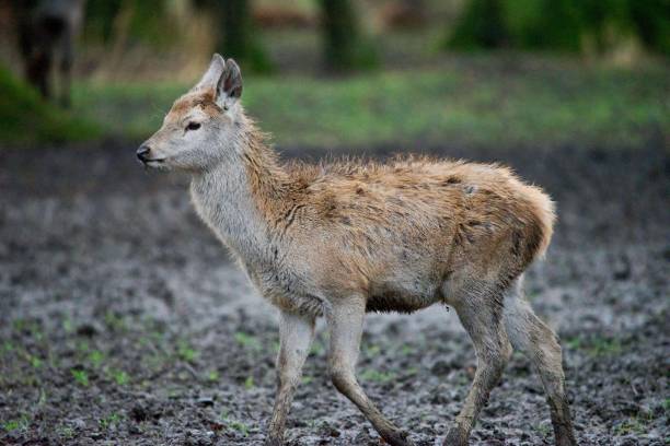 istock Juvenile red deer fawn stood in mud 1922448509