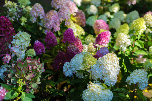 Floral background. Multi-colored hydrangea flowers close-up.