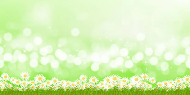 Vector illustration of Spring Background Meadow Landscape,White Daisy Flowers on Blurred Bokeh Morning Sunlight on Green color.Vector Summer field with defocus bokeh bright light on with wildflowers border for Easter banner