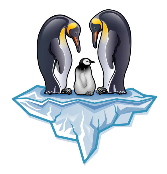 ilustrações de stock, clip art, desenhos animados e ícones de couple of antarctica king penguin with chick or fledgling standing on iceberg illustration - penguin animal white background king penguin