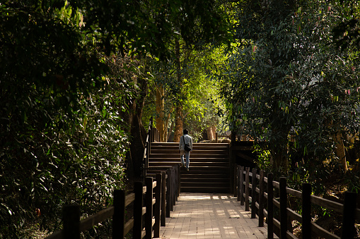 A man walks down an overgrown and beautiful pathway in Angkor Wat, Cambodia