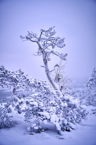 arbre givré pittoresque dans une tempête de neige au bord de la mer - remote alp snow glacier photos et images de collection