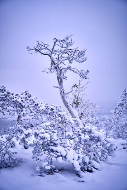 해변에 눈보라가 치는 서리가 내린 나무 - remote alp snow glacier 뉴스 사진 이미지