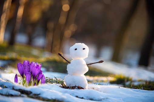 Little funny snowman and crocus flowers in a clearing with snow. Spring meeting.