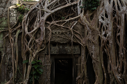 Roots from large trees grow over and around the historical temples of Angkor Wat, Cambodia