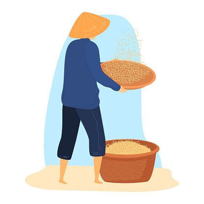 Asian farmer winnowing rice, traditional agriculture process. Rural worker in conical hat separating grain. Farming and harvest vector illustration.